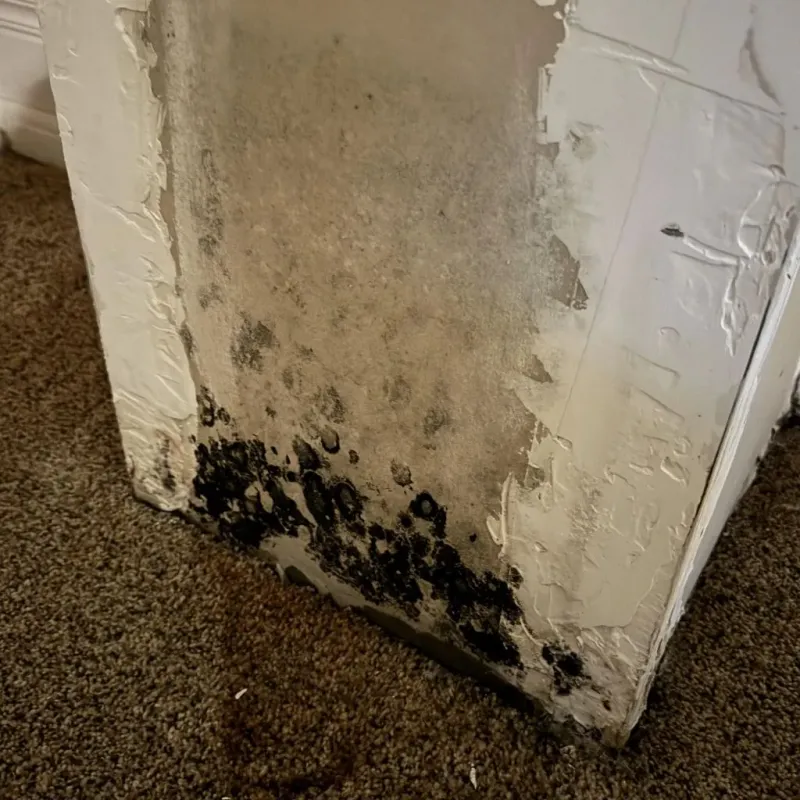 Professional Mold Removal in Calhoun County, SC
